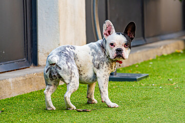 Leinwandbilder Französische Bulldogge Französische Bulldogge in Arles Frankreich  © Acker