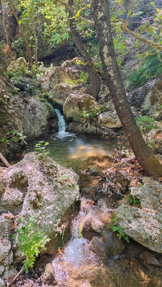stream in the forest stream in the forest