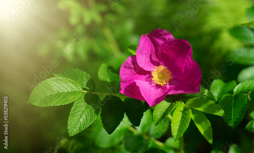 Red rosehip flower bud. Bush flowers with thorns. Pink flower with petals on a green background in the park. Garden rose.