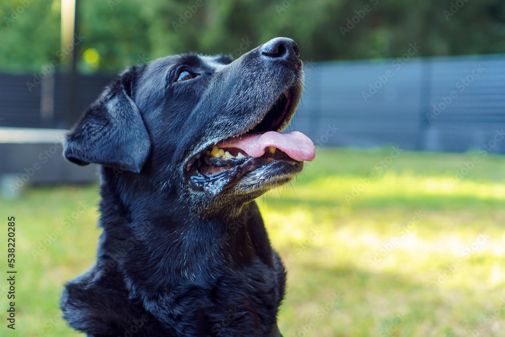 Portrait of black dog Labrador Retriever sitting with his tongue out and looking up against backdrop of fence and house