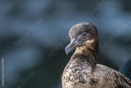 2022-10-14 A YOUNG CORMORANT WITH A LIGHT BLUE EYE AND A BLURRY BACKGROUND ON THE CLIFFS OF THE LA JOLLA COVE IN CALIFORNIA