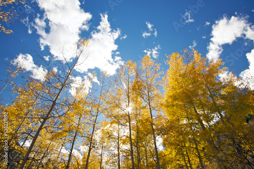 Beautiful Golden Aspen Pines Changing Color in the Fall photo