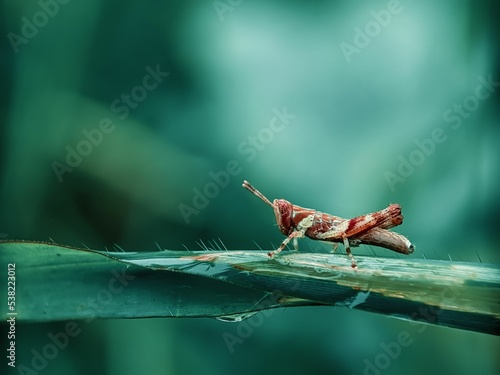 Obraz na plátne Macro shot of a grasshopper on a green leaf