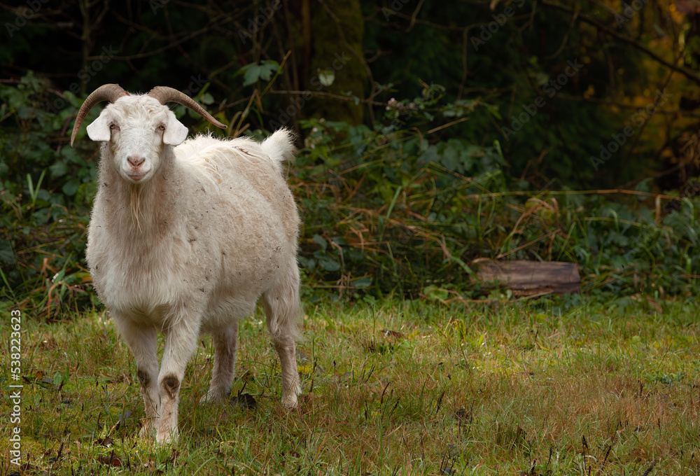 Fototapeta premium sheep in a field