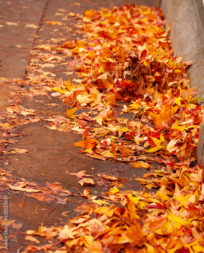 autumn leaves on the ground