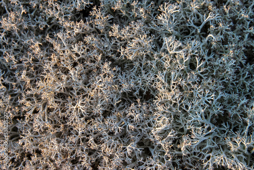 White moss - textured gray natural background photo