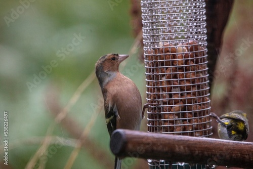 Bird on feeder