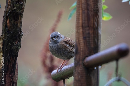 sparrow on a branch