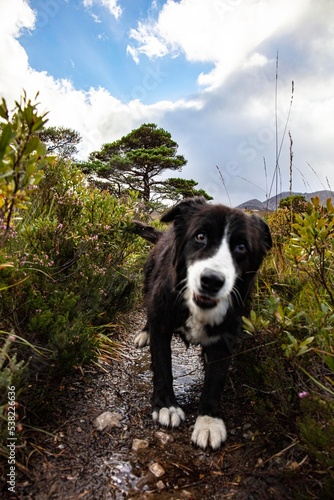 dog in the mountains