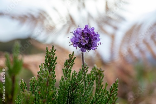 Thistle