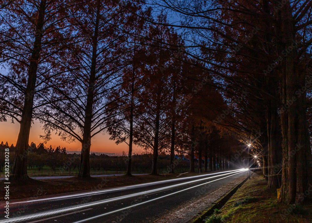 Fototapeta premium 夜明けのメタセコイア並木道
