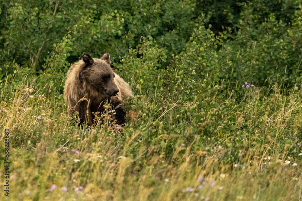 Thin Grizzly Bear Wanders Through Bushes Thin Grizzly Bear Wanders Through Bushes