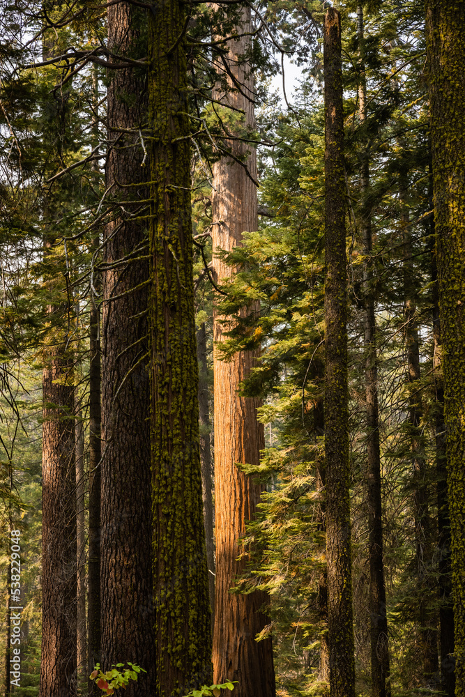 Towers of Pine Trees and Sequoias In Yosemite Towers of Pine Trees and Sequoias In Yosemite