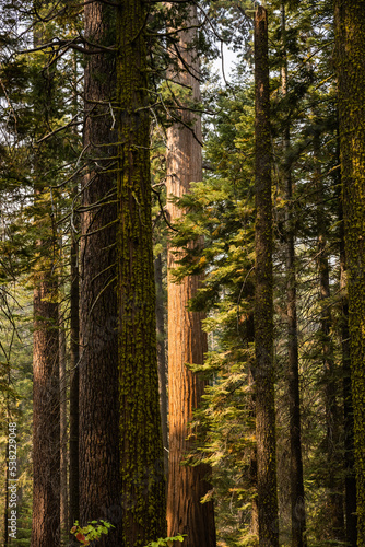Towers of Pine Trees and Sequoias In Yosemite