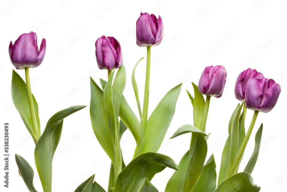 A Row of  Fresh Purple Spring Tulips Isolated on a White Background