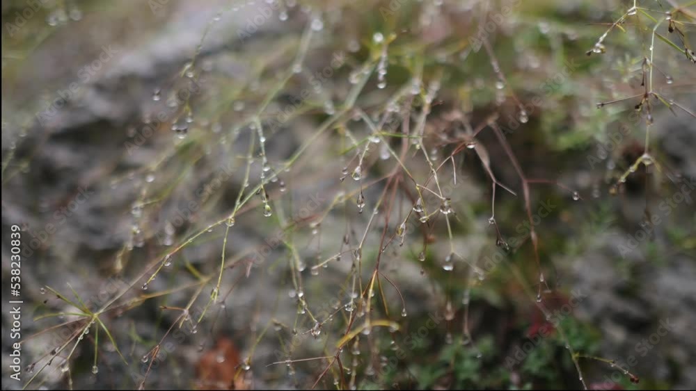 Drops of dew or rain on the thin branches of a forest plant. The beauty of nature in the autumn forest. Drops of dew or rain on the thin branches of a forest plant. The beauty of nature in the autumn forest.