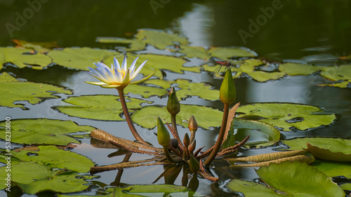 water lily in the pond