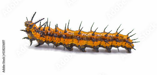 Gulf fritillary or passion butterfly - Agraulis vanillae Isolated on white background photo