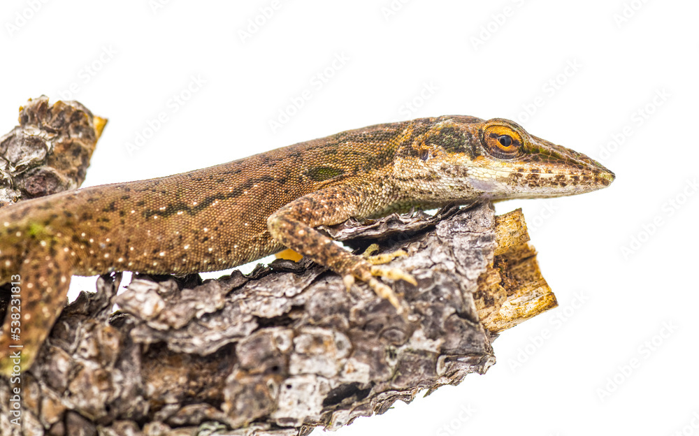 Fototapeta premium Anolis carolinensis or green anole on a pine tree branch. native to the southeastern United States. Isolated on white background. Brown unhappy irritated phase