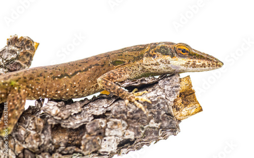 Anolis carolinensis or green anole on a pine tree branch. native to the southeastern United States.  Isolated on white background. Brown unhappy irritated phase