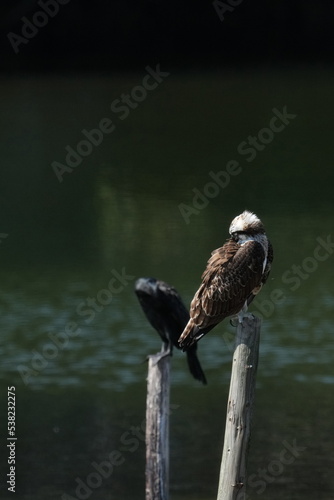 osprey in a pond © Matthewadobe