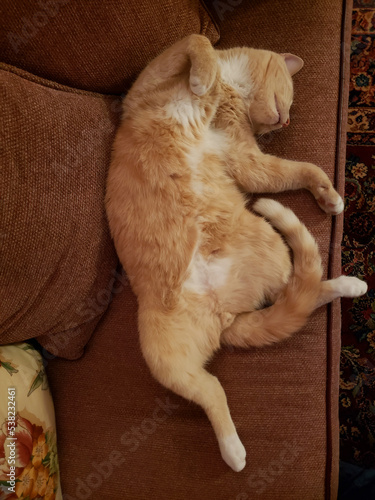 Cream Tabby Shorthair Cat resting on a Stickley Couch photo