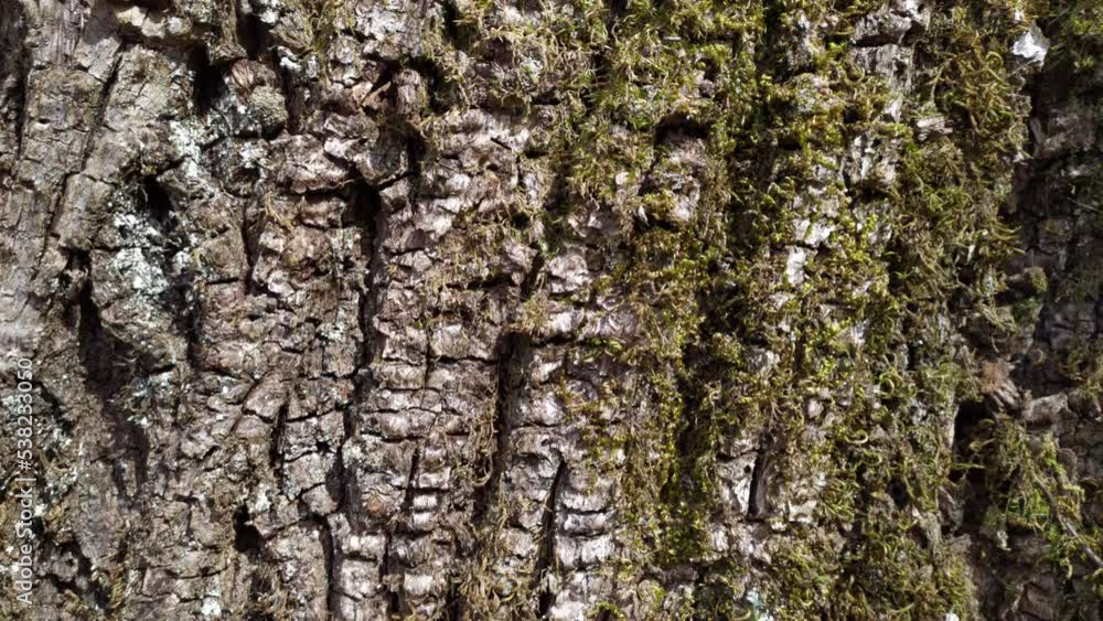 Bark of a tree with moss and lichen - trunk with rough natural texture close up. Bark of a tree with moss and lichen - trunk with rough natural texture close up.