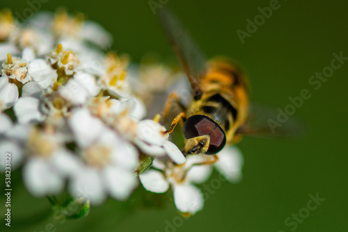 Natur Makrofotografie Sommerblumen