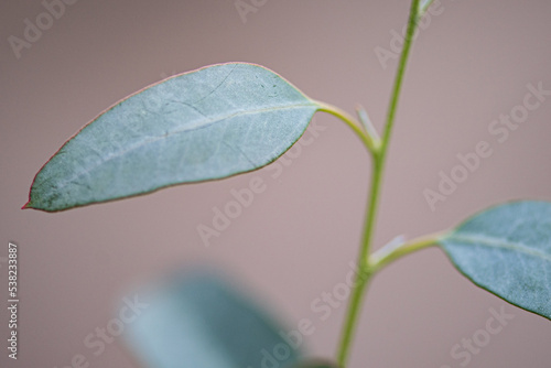 Natur Makrofotografie Sommerblumen