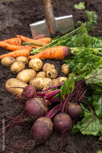 Organic vegetable harvest in garden. Bunch of beetroot and carrot with green tops and leaves, freshly harvested potato with shovel on soil ground
