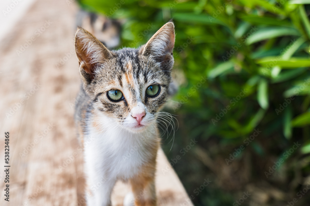 Cat face portrait, kitten with serious facial expression close-up with selective focus and bokeh background.
Cat face portrait, kitten with serious facial expression close-up with selective focus and bokeh background.