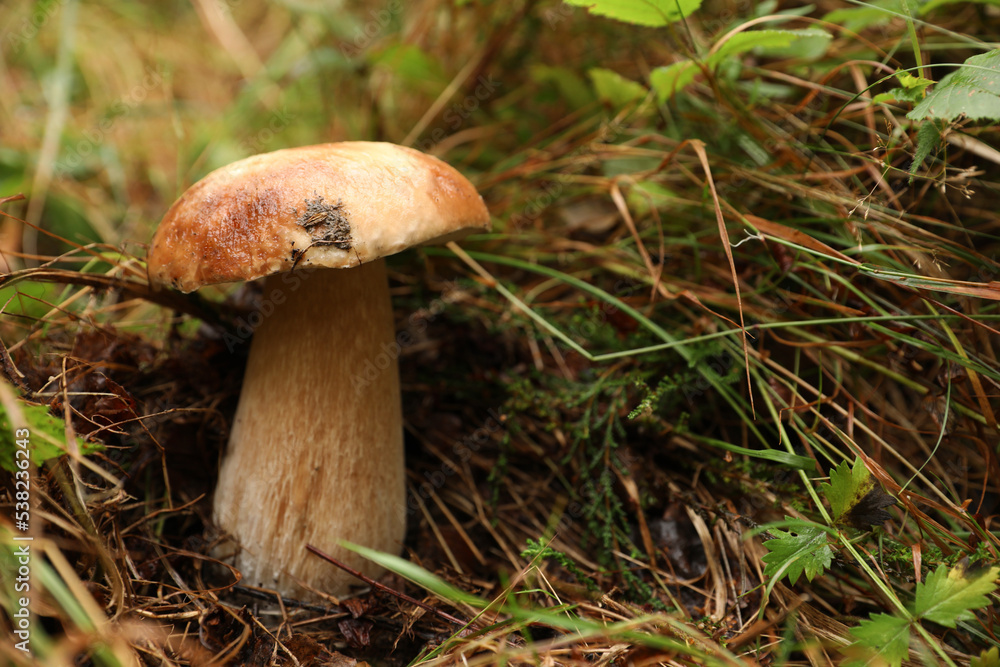 Fresh wild mushroom growing in forest, closeup. Space for text Fresh wild mushroom growing in forest, closeup. Space for text