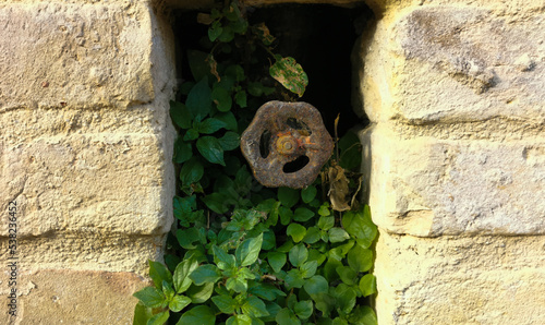 Vetriola minore Parietaria judaica L. cresciuta nel buco di un muro antico accanto ad un vecchio rubinetto arrugginito 