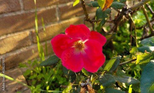 Rosa cinnamomea L. Rosa cannella  photo