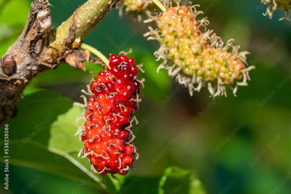The fruit of red mulberry on mulberry tree, Mulberry leaves food for silkworms. The fruit of red mulberry on mulberry tree, Mulberry leaves food for silkworms.