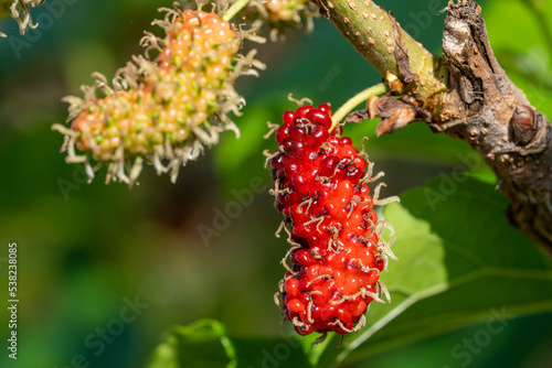 The fruit of red mulberry on mulberry tree, Mulberry leaves food for silkworms.