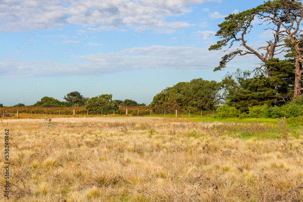 rural landscape with tree in field rural landscape with tree in field