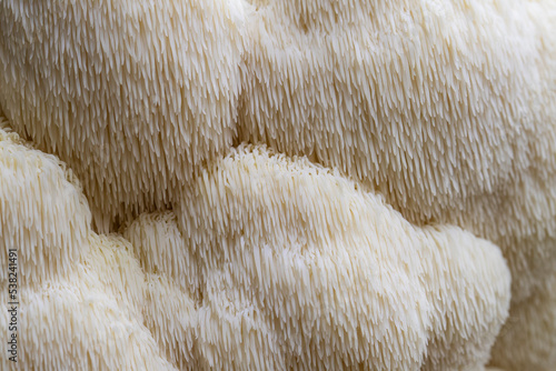Closeup lion's mane mushroom