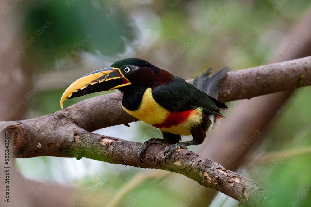 Obraz premium Chestnut-eared Aracari (bird) on a branch in the Pantanal