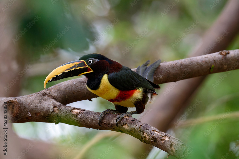 Fototapeta premium Chestnut-eared Aracari (bird) on a branch in the Pantanal