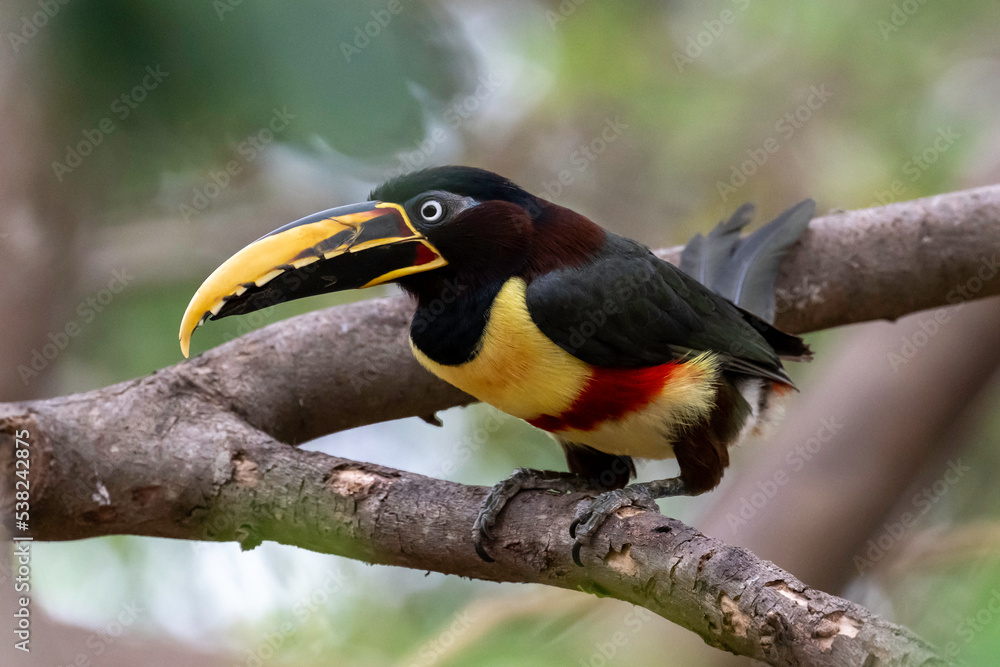 Obraz premium Chestnut-eared Aracari (bird) on a branch in the Pantanal