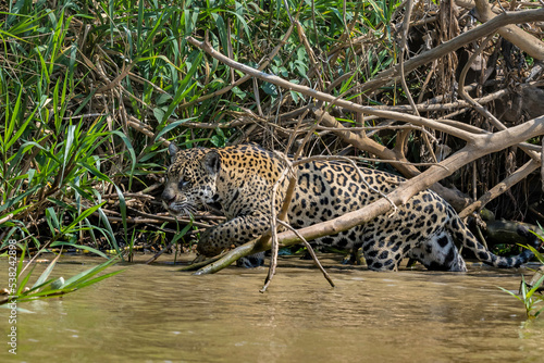 Jaguar wading among fallen branches and other foliage on a river in the Pantanal. Brazil