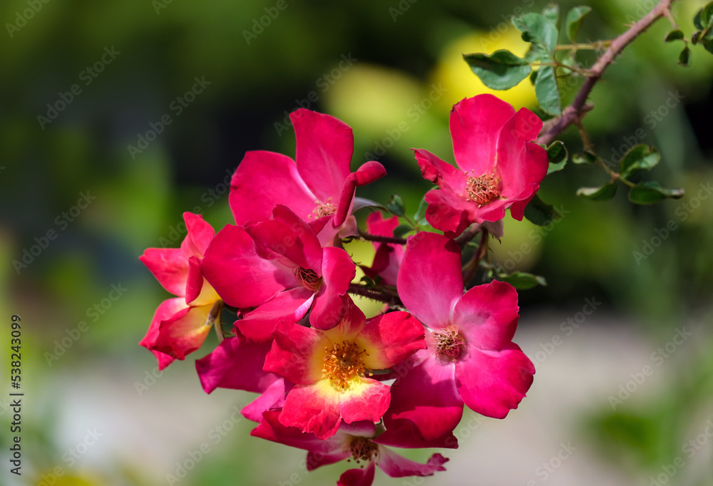 Obraz premium Blooming beautiful fragrant red roses