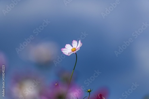 Fototapeta Naklejka Na Ścianę i Meble -  青空バックに見上げる満開の淡いピンクのコスモス＠大阪