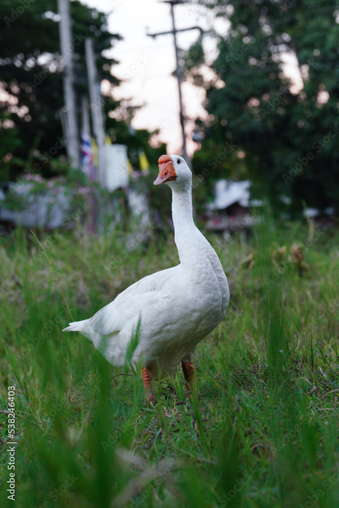 white goose standing with grass. white goose standing with grass.