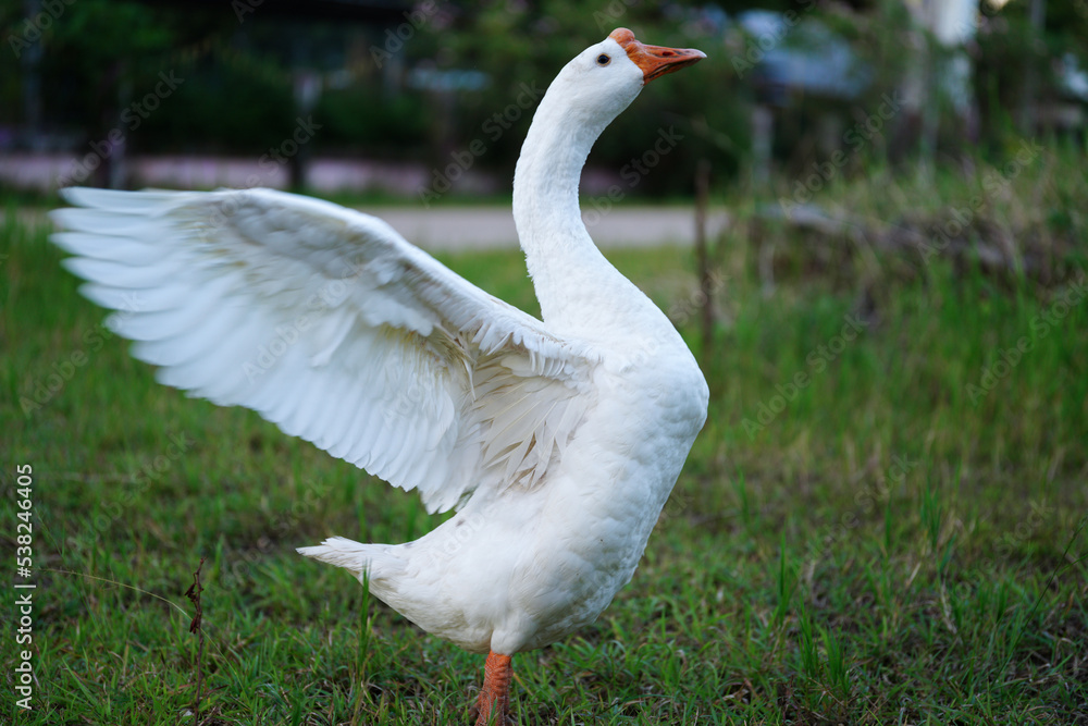 Obraz premium white goose standing with grass.