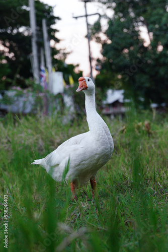white goose standing with grass.