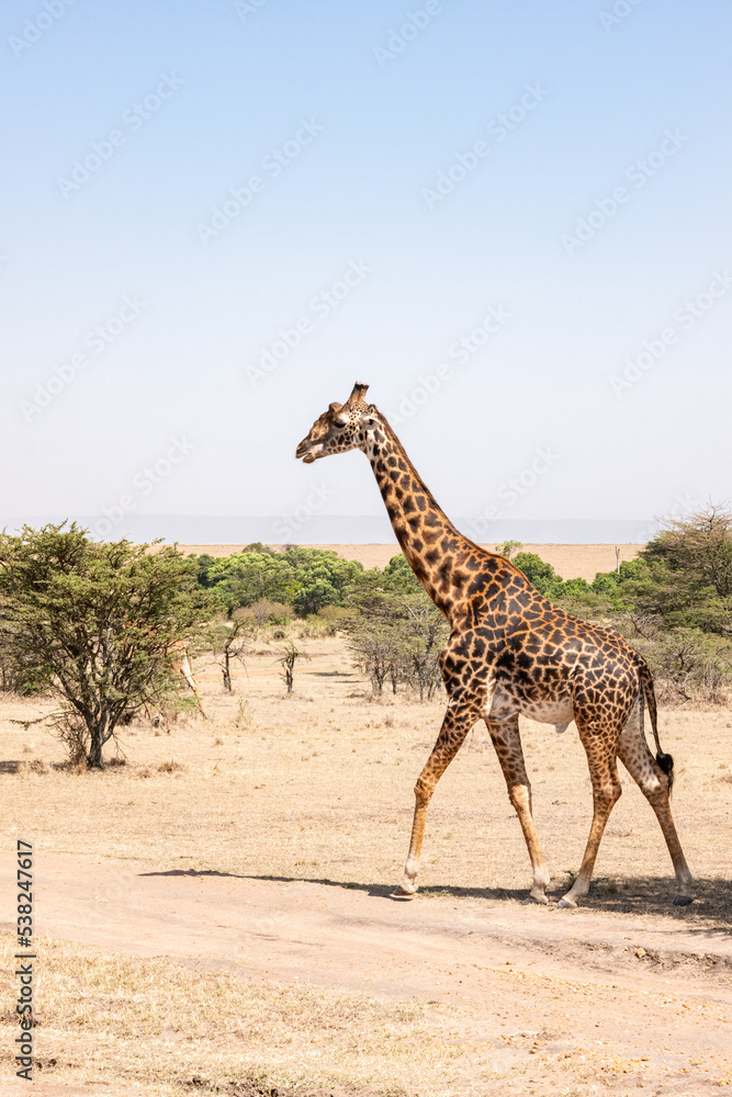 Obraz premium Walking Giraffe