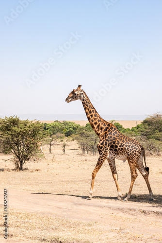 Walking Giraffe