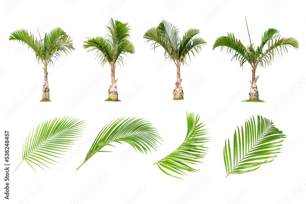 Obraz premium Coconut and palm trees, Palm leaf Isolated tree on white background , The collection of trees.Large trees are growing in summer, making the trunk big.